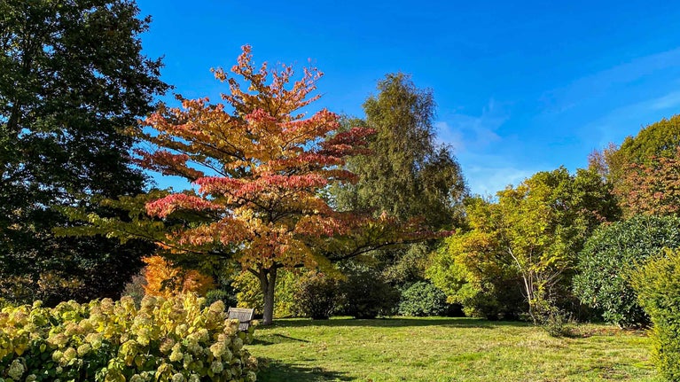 Colourful orange, pink and yellow foliage on trees, set against a bright blue sky, in autumn in the South Garden at Emmetts Garden in Kent